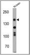 Nitric Oxide Synthase 1 antibody, PA1-033, Invitrogen Antibodies, Western Blot image 
