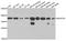 NADH:Ubiquinone Oxidoreductase Subunit A9 antibody, abx002295, Abbexa, Western Blot image 