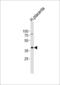 Isocitrate dehydrogenase [NAD] subunit gamma, mitochondrial antibody, LS-C165113, Lifespan Biosciences, Western Blot image 