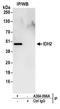 Isocitrate dehydrogenase [NADP], mitochondrial antibody, A304-096A, Bethyl Labs, Immunoprecipitation image 