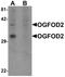 2-Oxoglutarate And Iron Dependent Oxygenase Domain Containing 2 antibody, PA5-21102, Invitrogen Antibodies, Western Blot image 