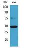 Cell Growth Regulator With Ring Finger Domain 1 antibody, GTX34291, GeneTex, Western Blot image 