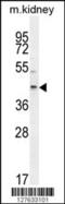 E2F2 antibody, 55-208, ProSci, Western Blot image 