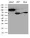Amyloid Beta Precursor Protein Binding Family B Member 1 Interacting Protein antibody, M07280, Boster Biological Technology, Western Blot image 