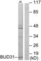 BUD31 Homolog antibody, LS-B9921, Lifespan Biosciences, Western Blot image 
