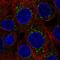 Fas Associated Factor Family Member 2 antibody, NBP2-57046, Novus Biologicals, Immunocytochemistry image 