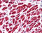 SNF8 Subunit Of ESCRT-II antibody, ARP31531_P050, Aviva Systems Biology, Immunohistochemistry frozen image 