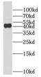 F2R Like Thrombin Or Trypsin Receptor 3 antibody, FNab02921, FineTest, Western Blot image 