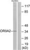 Olfactory Receptor Family 9 Subfamily A Member 2 antibody, A17589, Boster Biological Technology, Western Blot image 
