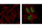 Tumor Protein P53 Binding Protein 1 antibody, 2675S, Cell Signaling Technology, Immunofluorescence image 
