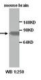 Dynamin-1 antibody, orb77163, Biorbyt, Western Blot image 