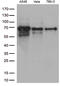 Zinc finger protein with KRAB and SCAN domains 1 antibody, LS-C795695, Lifespan Biosciences, Western Blot image 