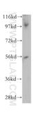 PWP1 Homolog, Endonuclein antibody, 14767-1-AP, Proteintech Group, Western Blot image 