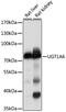 UDP Glucuronosyltransferase Family 1 Member A6 antibody, 13-387, ProSci, Western Blot image 