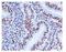 TAR DNA Binding Protein antibody, ab109535, Abcam, Immunohistochemistry paraffin image 