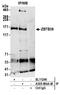 Zinc Finger And BTB Domain Containing 38 antibody, A305-894A-M, Bethyl Labs, Immunoprecipitation image 