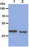 Branched Chain Amino Acid Transaminase 1 antibody, AM50619PU-S, Origene, Western Blot image 