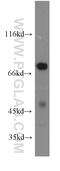 Influenza Virus NS1A Binding Protein antibody, 14741-1-AP, Proteintech Group, Western Blot image 