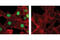 MDS1 and EVI1 complex locus protein EVI1 antibody, 2593S, Cell Signaling Technology, Immunocytochemistry image 