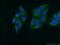 Cytochrome B5 Reductase 3 antibody, 66022-1-Ig, Proteintech Group, Immunofluorescence image 