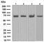 Heat shock-related 70 kDa protein 2 antibody, ab108416, Abcam, Western Blot image 