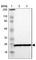60S ribosomal protein L9 antibody, HPA003372, Atlas Antibodies, Western Blot image 