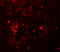 VSOP antibody, A05922, Boster Biological Technology, Immunofluorescence image 