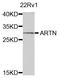 ARTN antibody, STJ110258, St John
