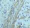 Occludin antibody, A01246, Boster Biological Technology, Immunohistochemistry paraffin image 