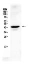 Connexin-45 antibody, PA5-79311, Invitrogen Antibodies, Western Blot image 
