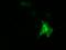 DnaJ Heat Shock Protein Family (Hsp40) Member A2 antibody, LS-C115654, Lifespan Biosciences, Immunofluorescence image 