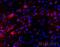 Oligodendrocyte Transcription Factor 1 antibody, PA5-21613, Invitrogen Antibodies, Immunohistochemistry frozen image 