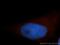 Septin 11 antibody, 14672-1-AP, Proteintech Group, Immunofluorescence image 