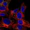 SERPINA1 antibody, HPA000927, Atlas Antibodies, Immunocytochemistry image 