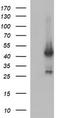 p38 MAPK antibody, CF505804, Origene, Western Blot image 