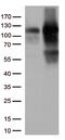 Tripartite Motif Containing 28 antibody, CF813315, Origene, Western Blot image 