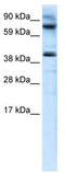 MANSC Domain Containing 1 antibody, TA335526, Origene, Western Blot image 