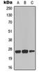 TNF Receptor Superfamily Member 9 antibody, orb315823, Biorbyt, Western Blot image 