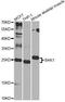 BCL2 Antagonist/Killer 1 antibody, A0498, ABclonal Technology, Western Blot image 
