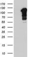 Beaded Filament Structural Protein 1 antibody, TA804040, Origene, Western Blot image 