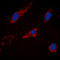 Cytochrome P450 Family 2 Subfamily C Member 19 antibody, LS-C358462, Lifespan Biosciences, Immunofluorescence image 