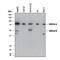 Cell Division Cycle 14A antibody, MAB4457, R&D Systems, Western Blot image 