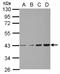 Chondroadherin antibody, LS-C155370, Lifespan Biosciences, Western Blot image 