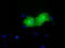 Pyruvate Kinase L/R antibody, LS-C115404, Lifespan Biosciences, Immunofluorescence image 