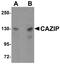 Microtubule Associated Scaffold Protein 2 antibody, A11125, Boster Biological Technology, Western Blot image 