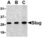 Snail Family Transcriptional Repressor 2 antibody, AHP1186, Bio-Rad (formerly AbD Serotec) , Western Blot image 