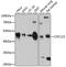 Cell division cycle protein 123 homolog antibody, A11695, ABclonal Technology, Western Blot image 