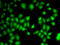 Protein Wnt-7a antibody, 19-654, ProSci, Immunofluorescence image 
