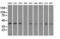 Mitogen-Activated Protein Kinase 1 antibody, LS-C784306, Lifespan Biosciences, Western Blot image 
