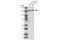 Cytosolic carboxypeptidase 1 antibody, 4456S, Cell Signaling Technology, Western Blot image 